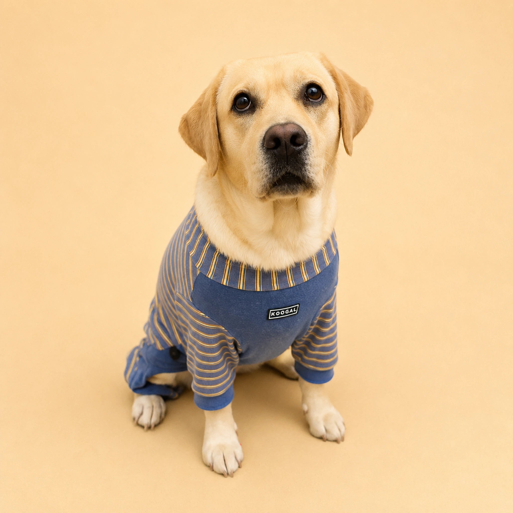 Lucy the Labrador sitting in a blue four-leg lounge onesie with chest logo visible
