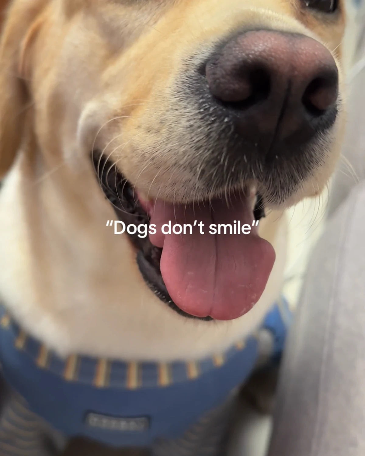 Lucy the Labrador smiling in a dog mom POV video cover
