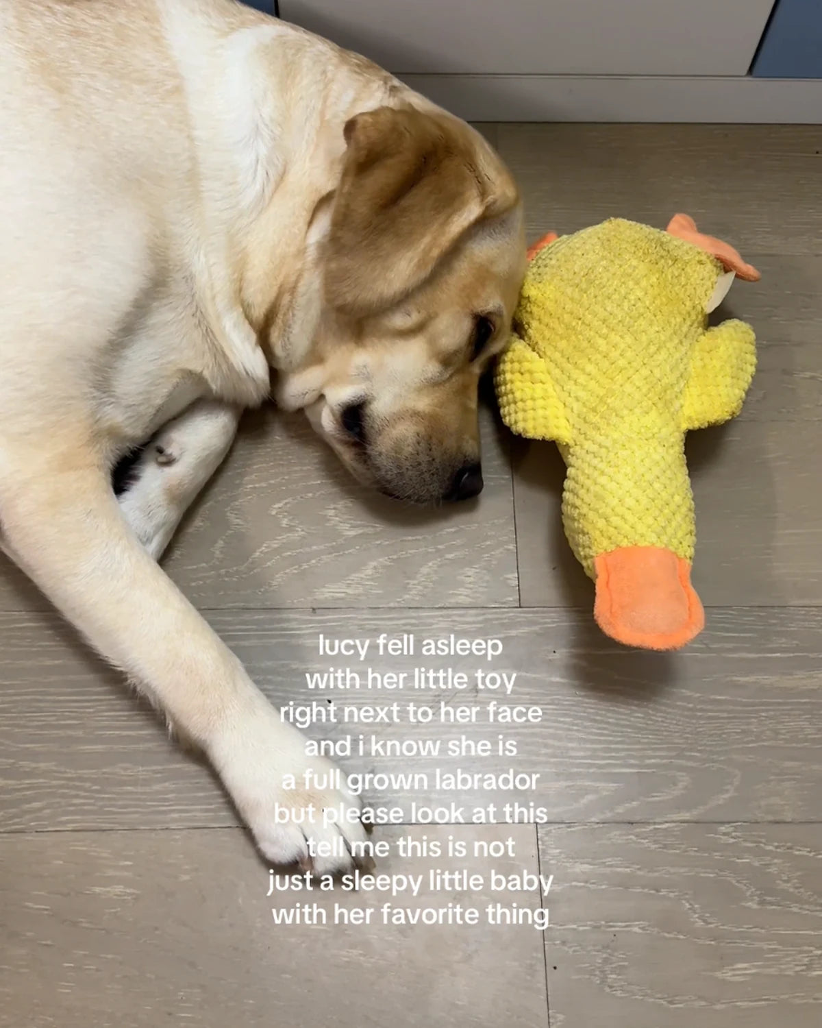 Lucy the Labrador sleeping beside her toy in a Labrador life video cover