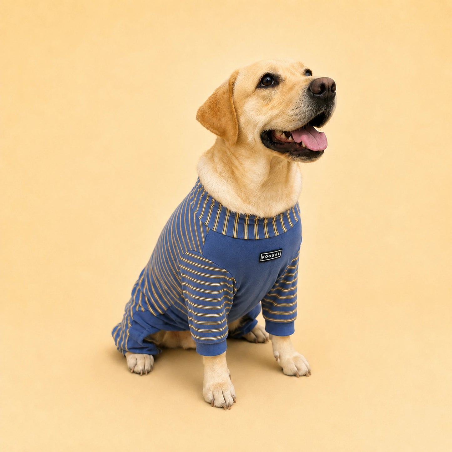 Lucy the Labrador sitting in a blue four-leg lounge onesie
