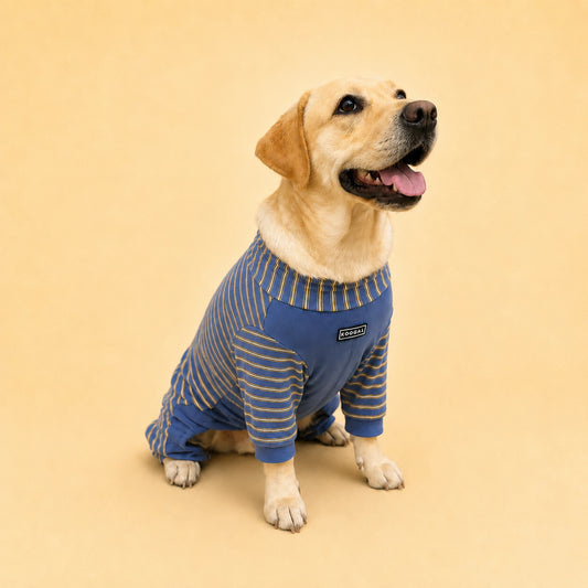 Lucy the Labrador sitting in a blue four-leg lounge onesie