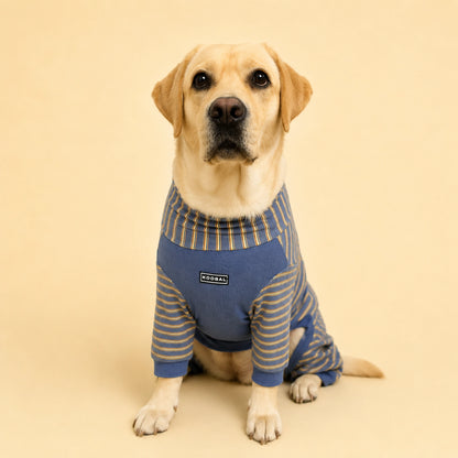 Lucy the Labrador wearing a blue four-leg lounge onesie with a broad chest fit