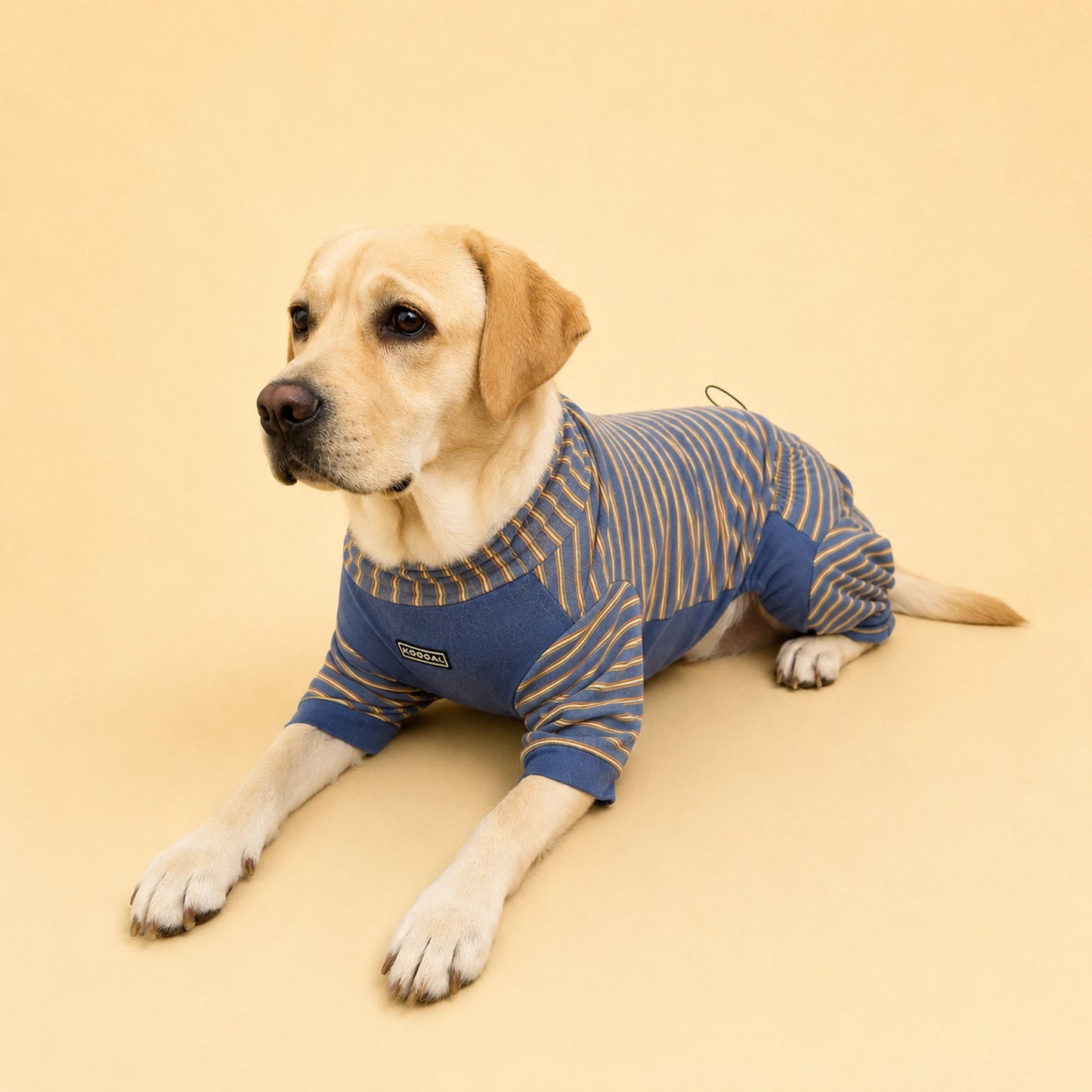 Lucy the Labrador lounging on a warm floor in a blue four-leg onesie