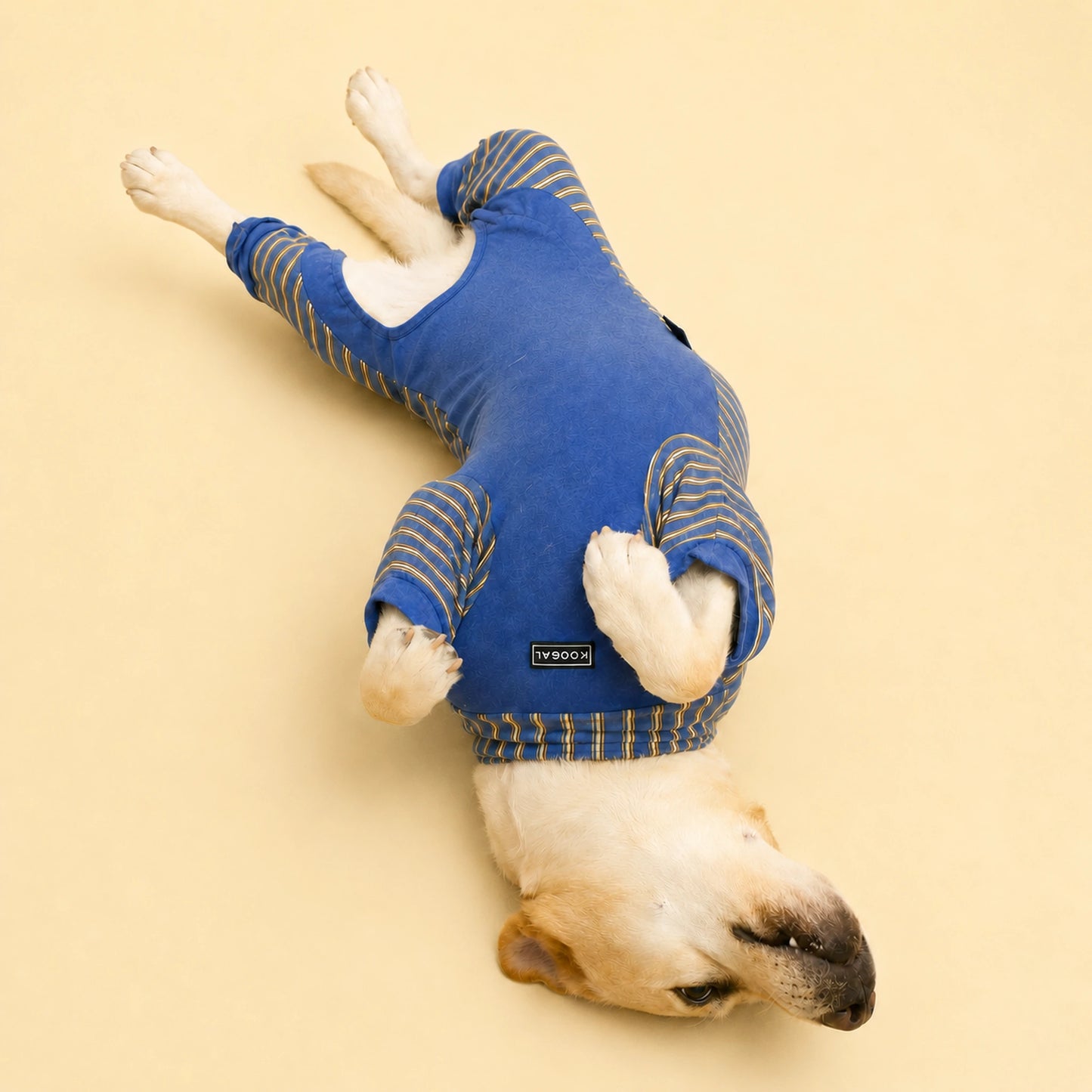 Belly view of Lucy the Labrador wearing a blue four-leg lounge onesie