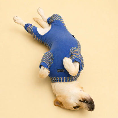 Belly view of Lucy the Labrador wearing a blue four-leg lounge onesie