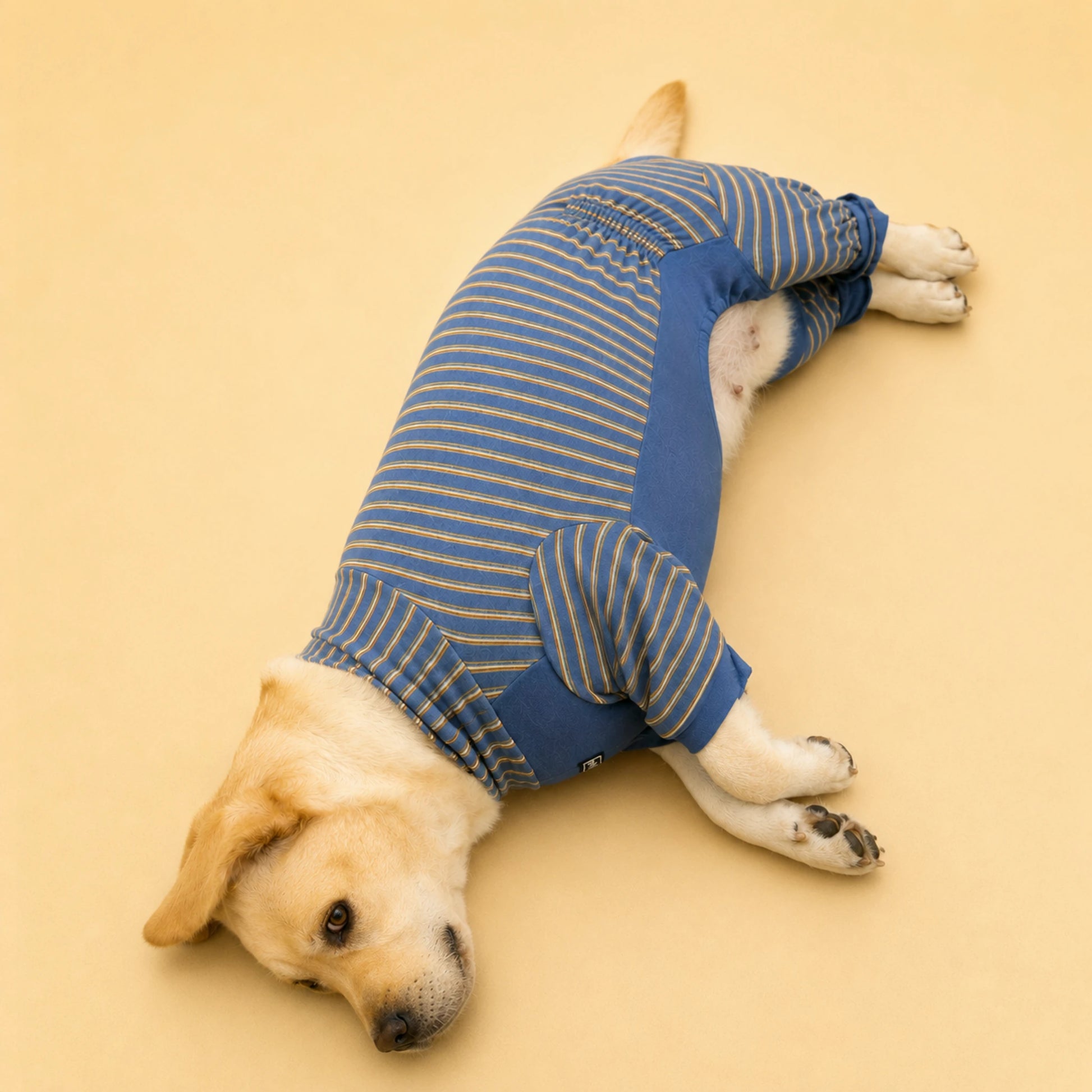 Side view of Lucy the Labrador resting in a blue four-leg lounge onesie