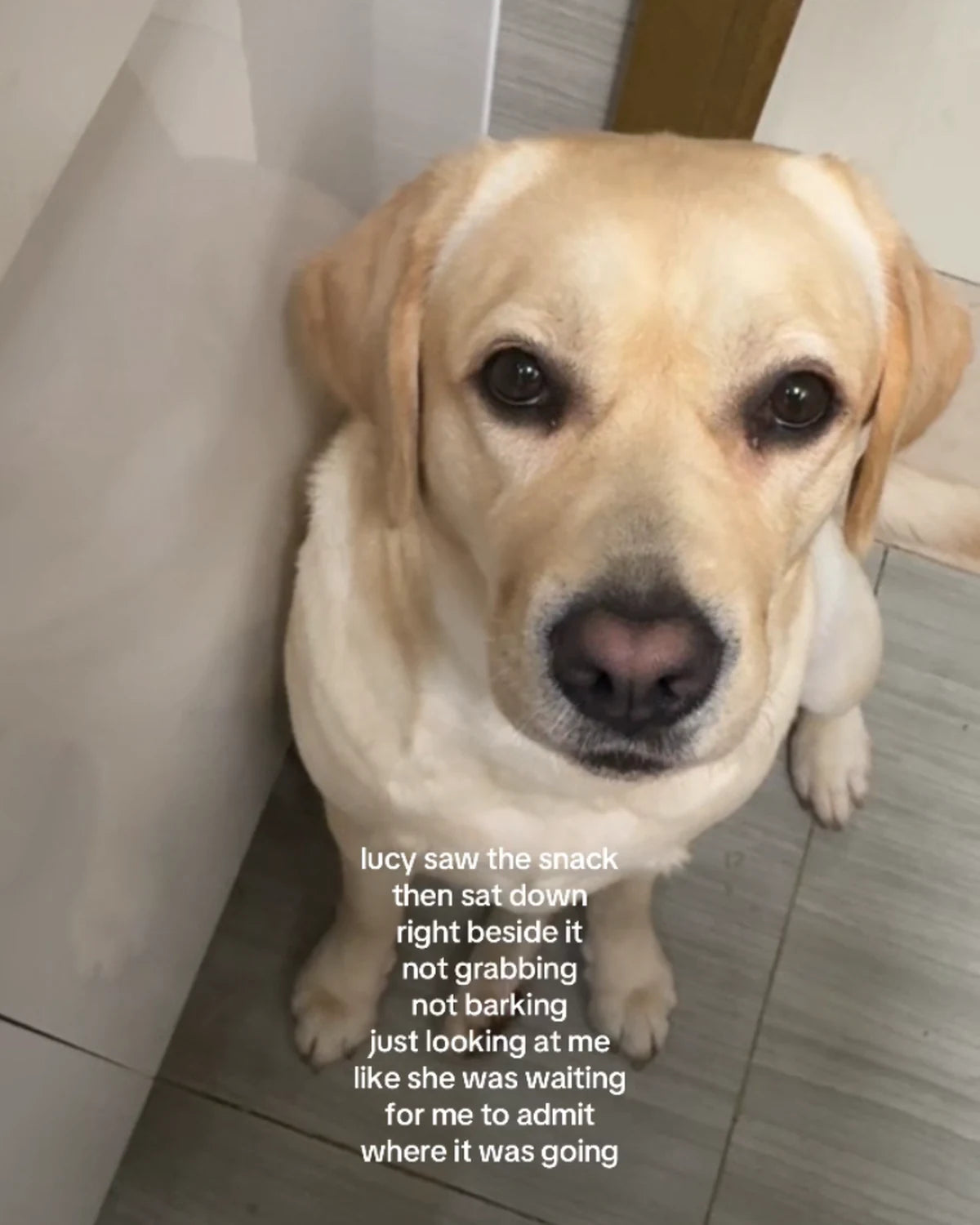 Lucy the Labrador waiting beside a snack in a behind Lucy Labwear video cover