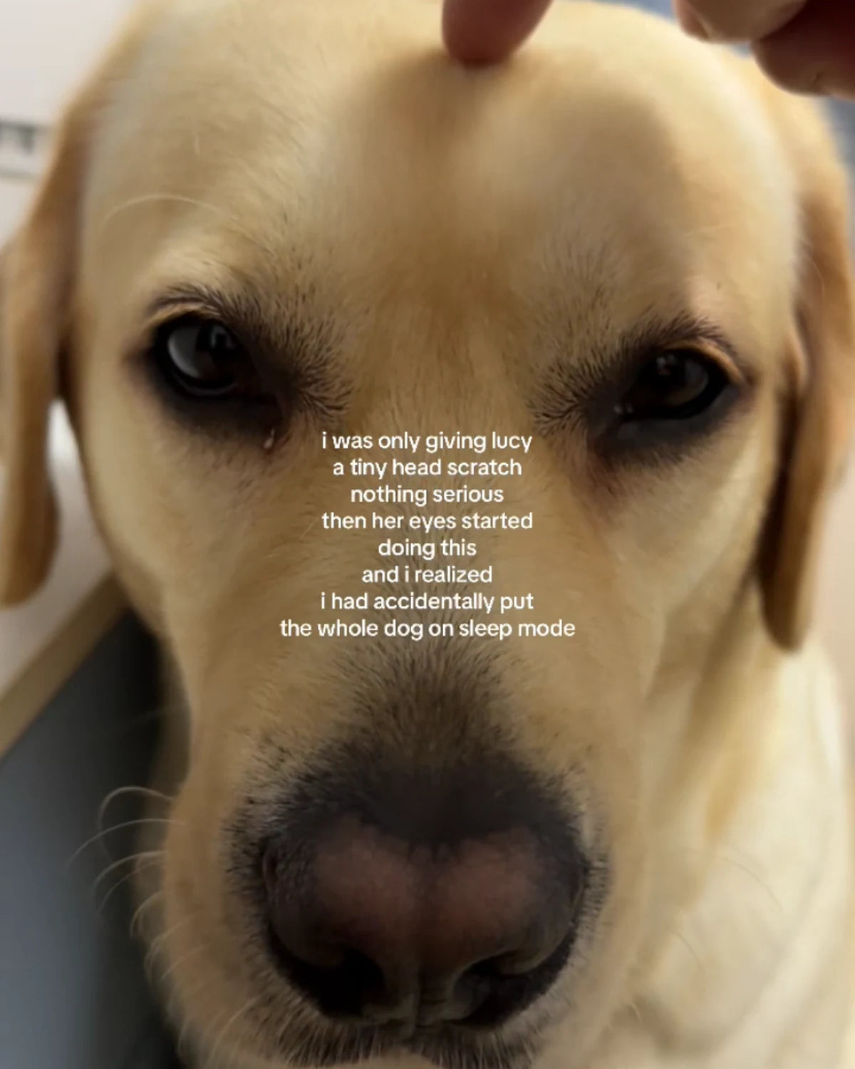 Lucy the Labrador relaxing at home in a social video cover