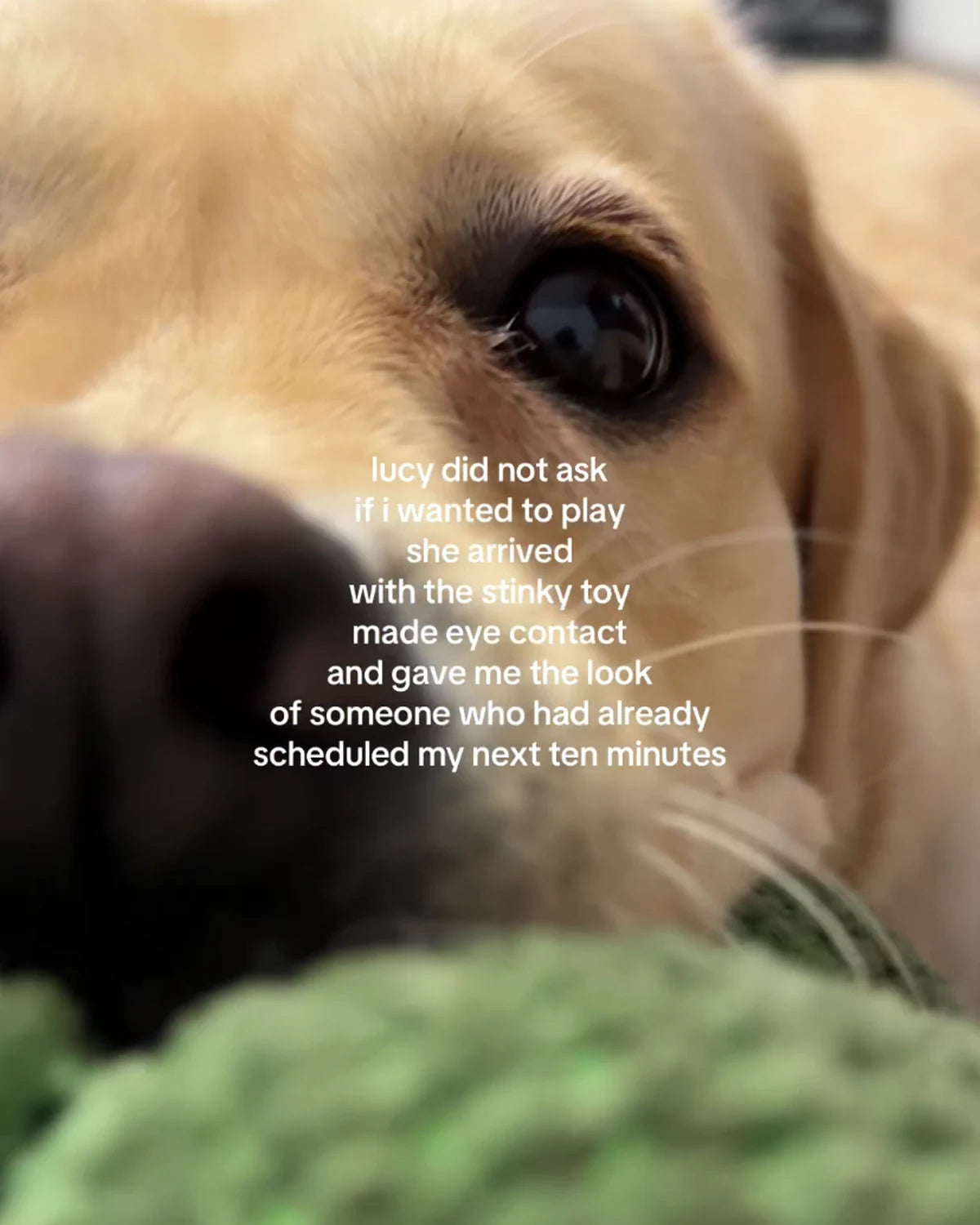 Lucy the Labrador close-up in a favorite social video cover