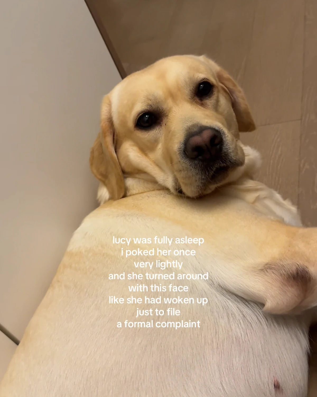 Lucy the Labrador resting at home in a soft everyday social video cover